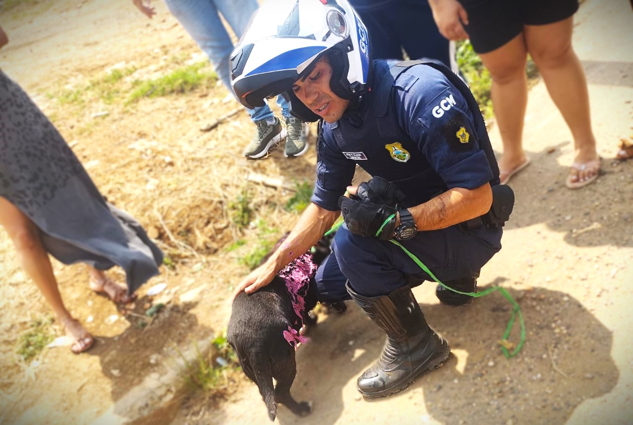 Animal foi resgatado por um agente de segurança