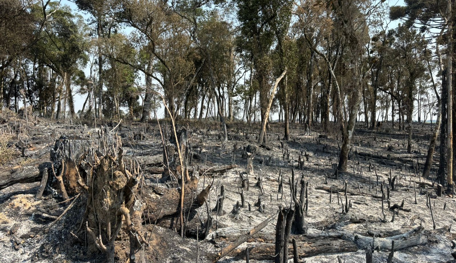 Área atingida corresponde a 7,6 hectares de mata