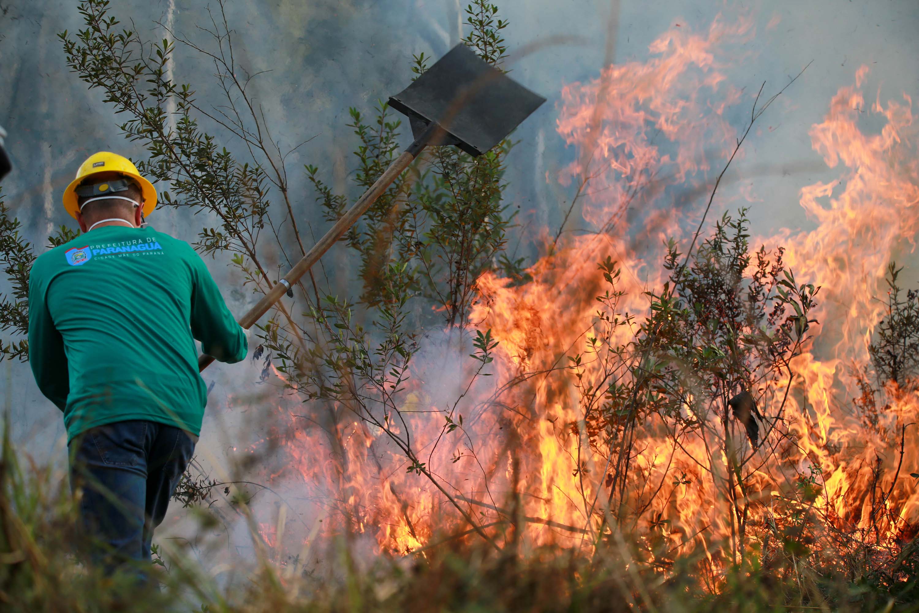 Fogo pode causar danos irreversíveis à fauna e à flora em áreas florestais