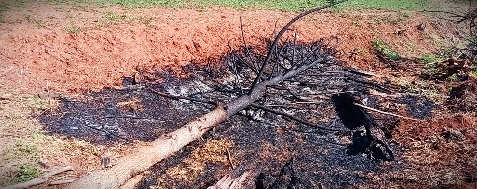 Um pinheiro Araucária também foi atingido pelas chamas