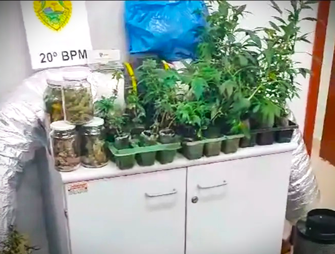 Cerca de 200 pés de maconha foram apreendidos pela polícia