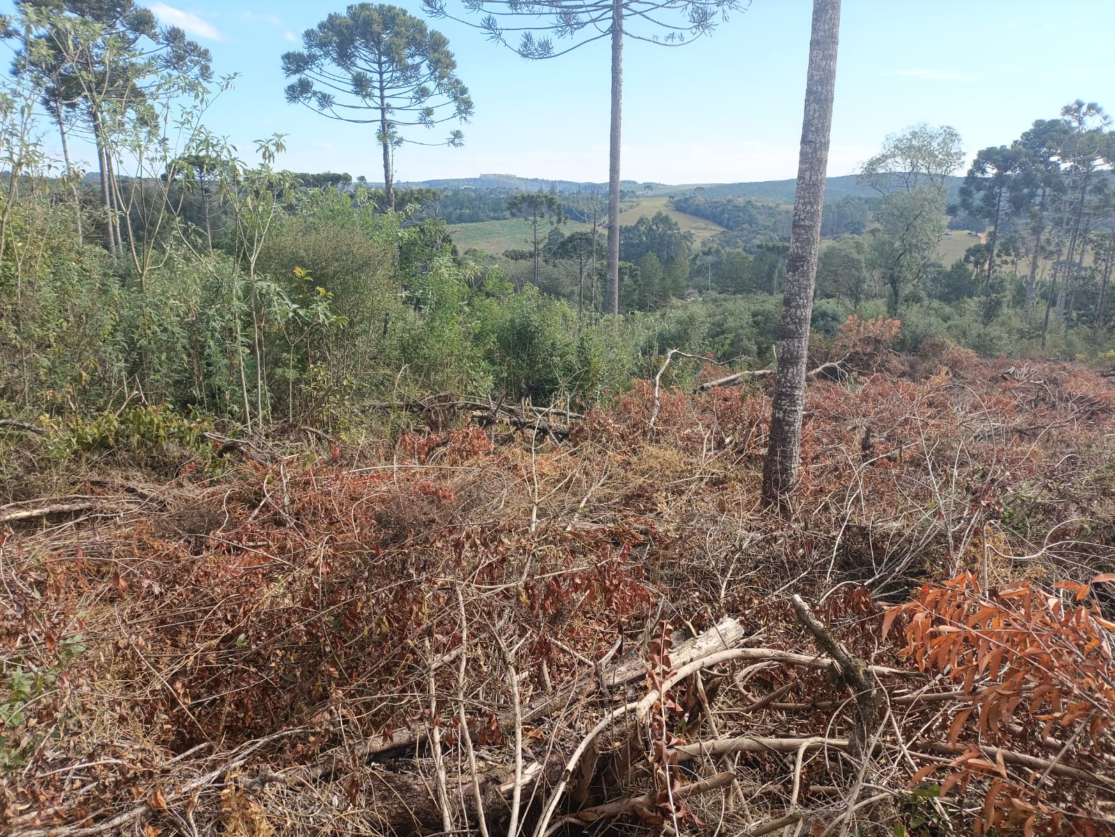 O proprietário, que não possuía autorização ambiental