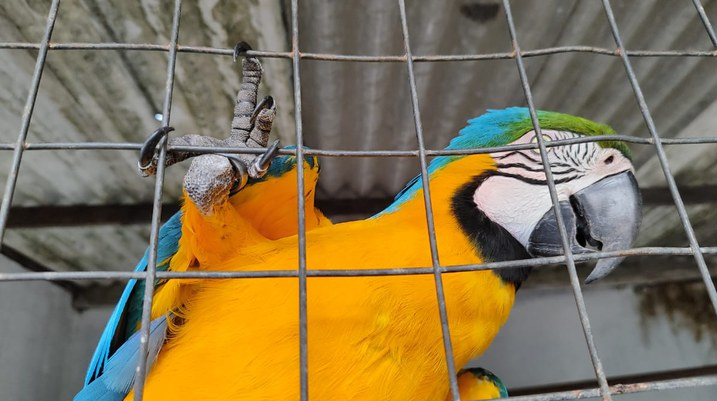 PF deflagra operação para combater tráfico internacional e comércio ilegal de aves silvestres