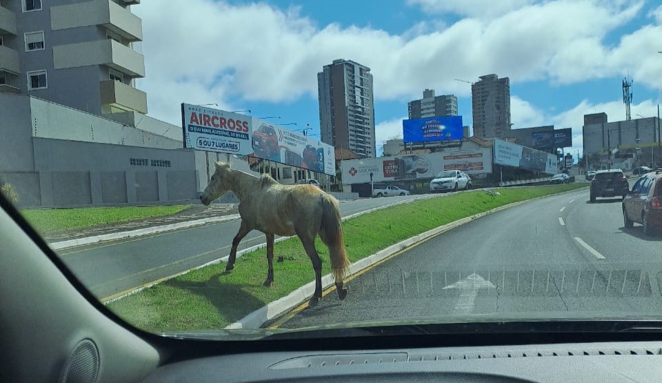 Cavalo caminha ao longo da Visconde de Mauá