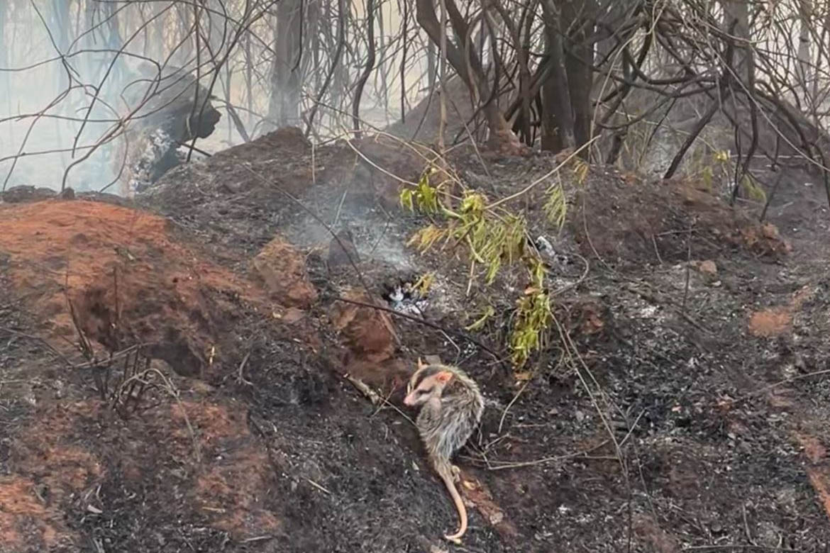 IAT preparou um guia orientativo para auxiliar a população a agir com a fauna silvestre vitimada pelos focos de incêndio