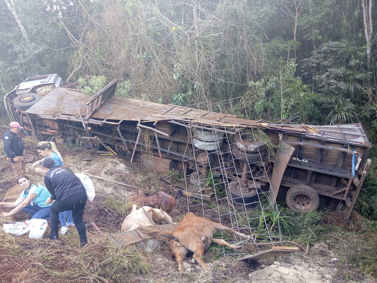 Caminhão tomba e mata seis animais em rodovia de Pitanga