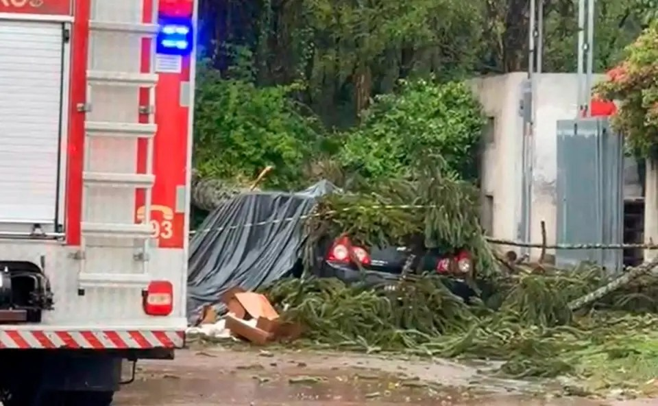 A forte chuva que atingiu a região pode ter sido a causa da queda da árvore