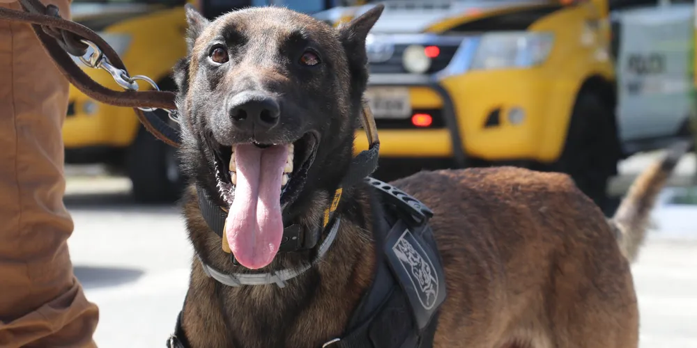 Evento arrecada ração para a instituição SOS Bichos, que cuida de animais abandonados em Ponta Grossa