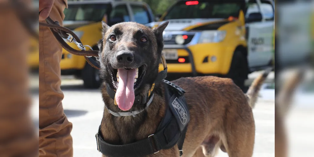 Evento arrecada ração para a instituição SOS Bichos, que cuida de animais abandonados em Ponta Grossa