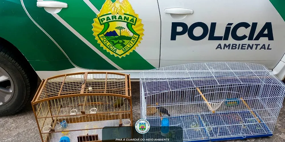Pássaros da espécie trinca-ferro estavam em imóvel no terreno de uma loja agropecuária de Ponta Grossa