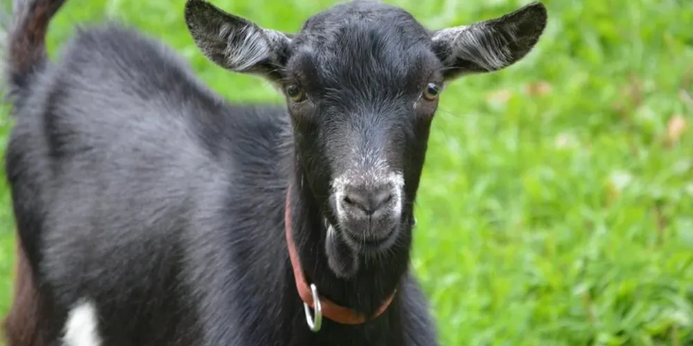 Crime aconteceu na cidade de Anahy