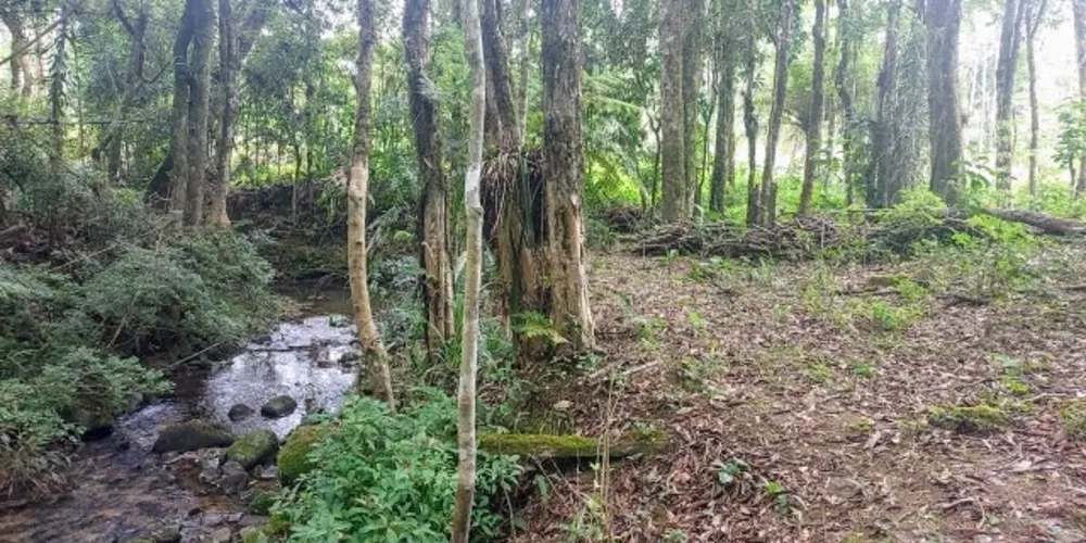 Mais de 4 hectares foram destruídos
