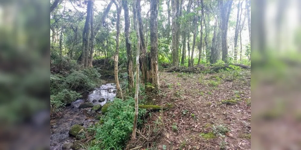 Mais de 4 hectares foram destruídos