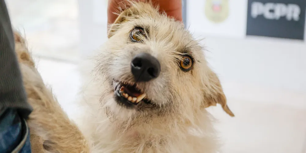 Cachorra terá um lugar na unidade da Polícia Civil