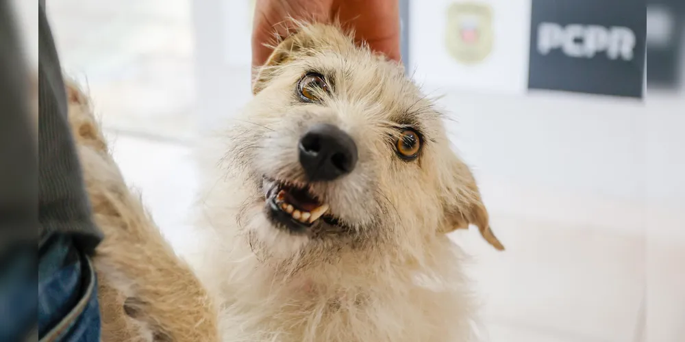 Cachorra terá um lugar na unidade da Polícia Civil