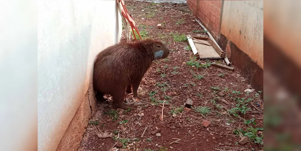 Hydrochoerus hydrochaeris é o maior roedor do mundo, com peso entre 50 e 100 kg