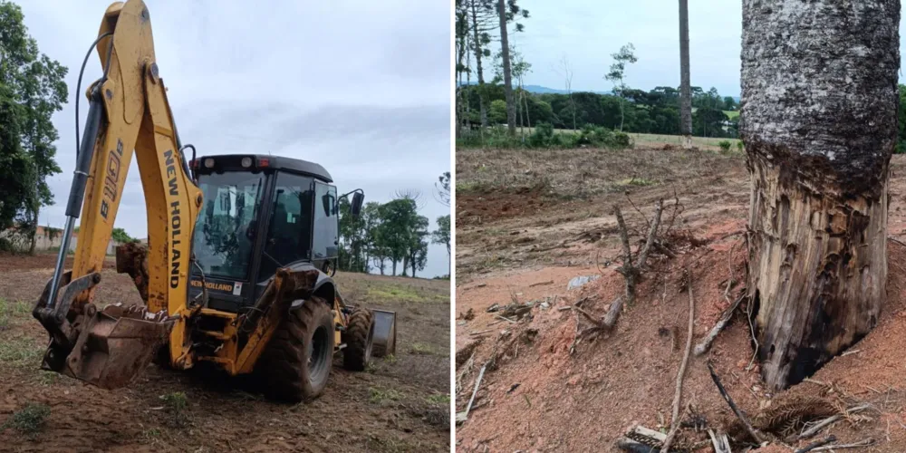 Policiais encontraram cinco araucárias secas