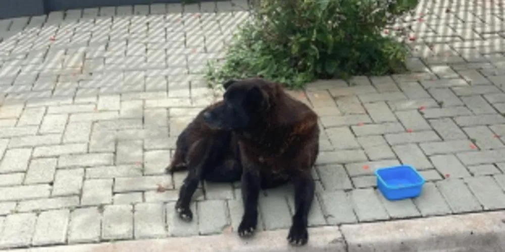 Cachorra ficava deitada na calçada