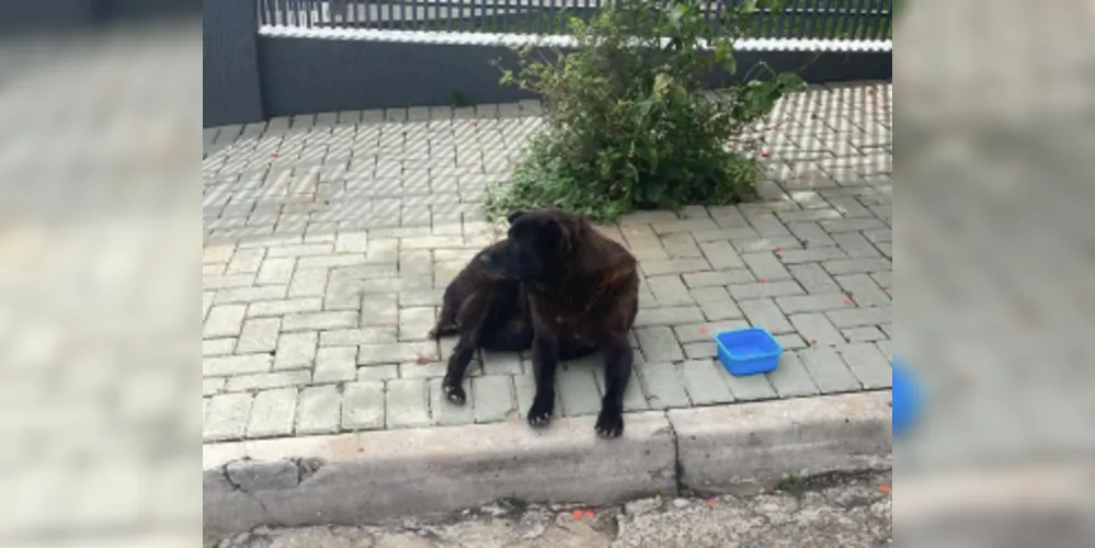 Cachorra ficava deitada na calçada