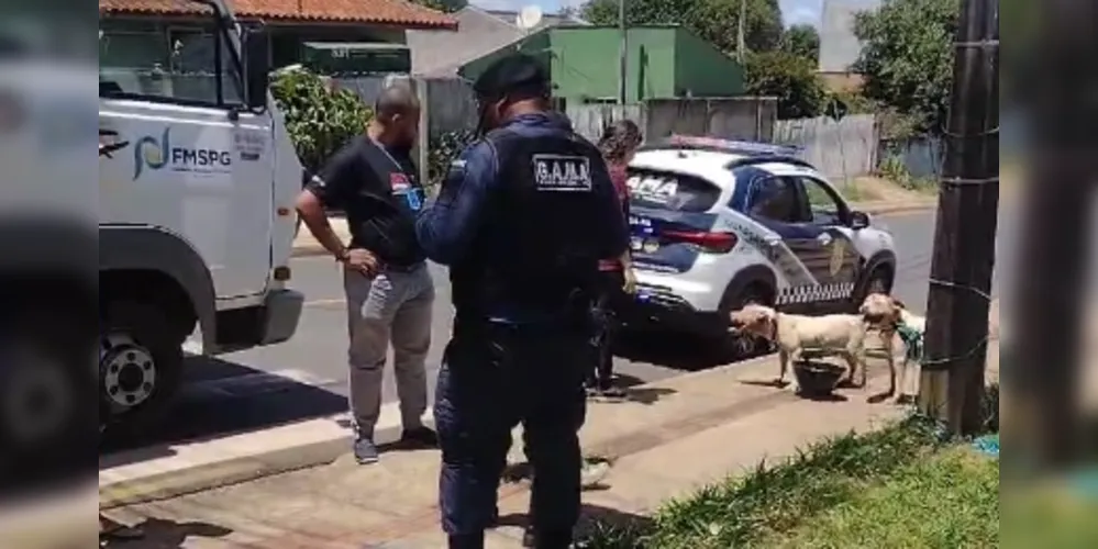 O responsável pelos cachorros recebeu uma notificação e deve ser autuado