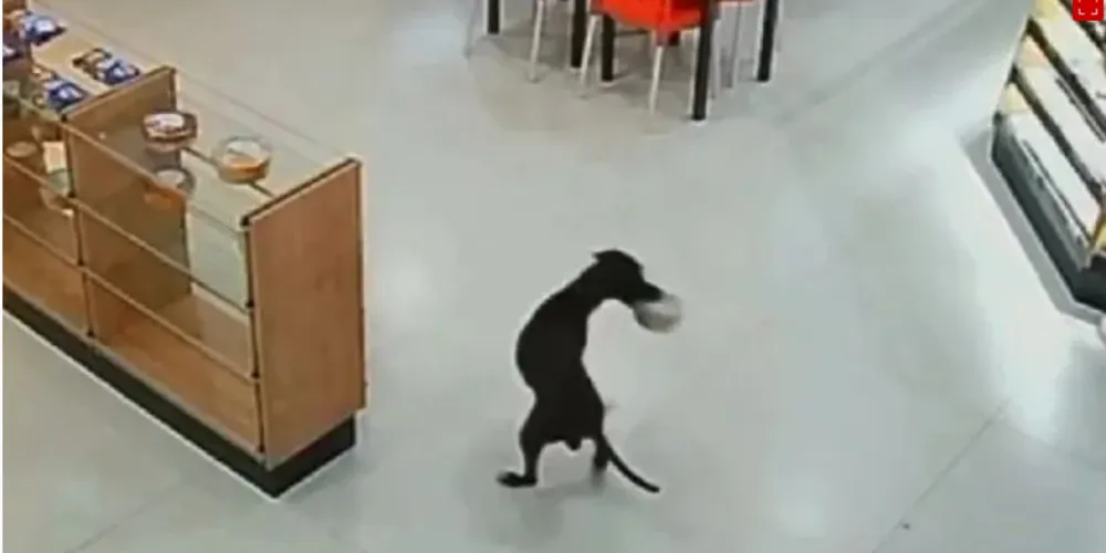 Animal saiu tranquilamente do local