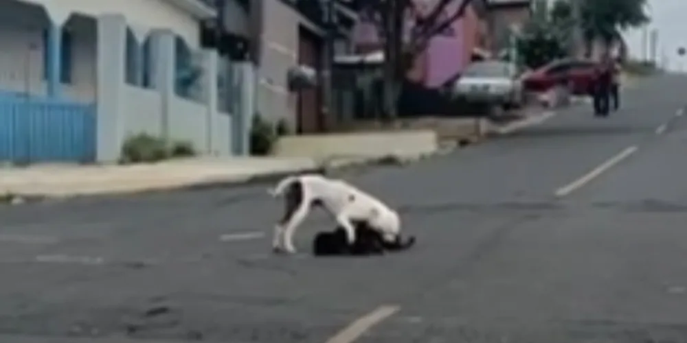 Equipes do Corpo de Bombeiros foram acionadas para a captura do Pitbull
