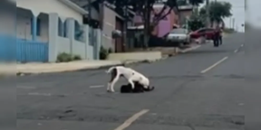 Equipes do Corpo de Bombeiros foram acionadas para a captura do Pitbull