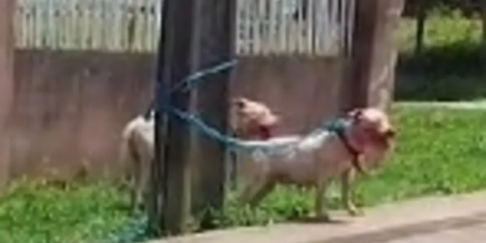 Cães da raça Pitbull preocupam moradores do Jardim Paraíso