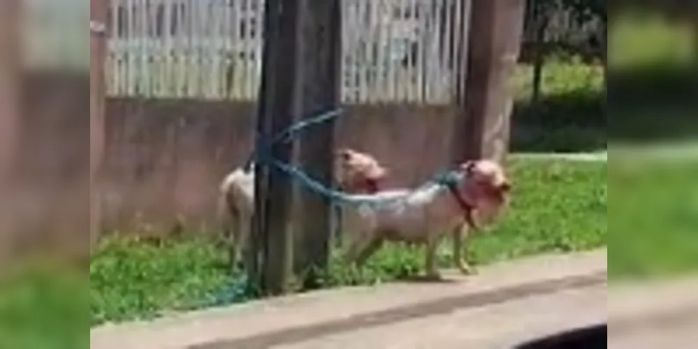 Cães da raça Pitbull preocupam moradores do Jardim Paraíso