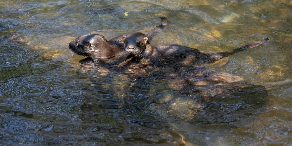 Netuno e Maya se banham nas águas do Refúgio Biológico Bela Vista