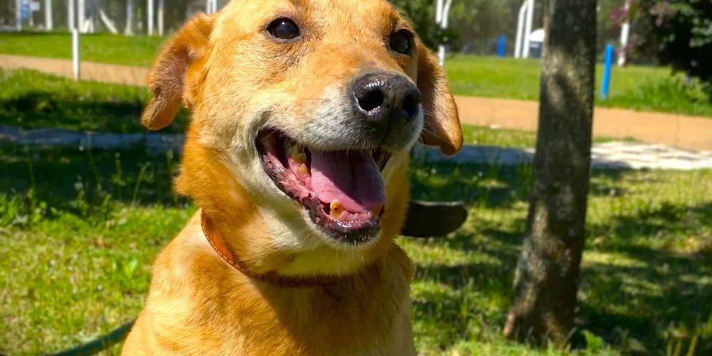 Cães e gatos resgatados poderão receber um novo lar