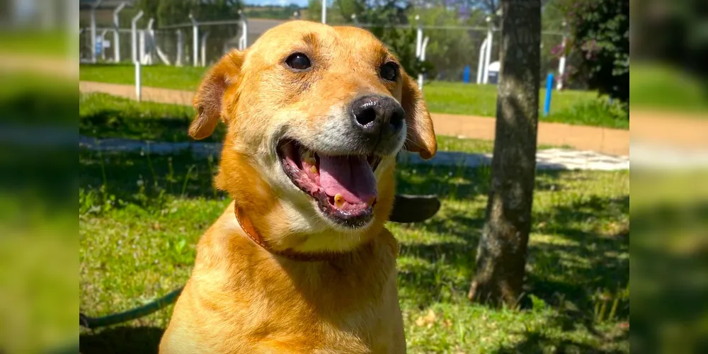 Cães e gatos resgatados poderão receber um novo lar