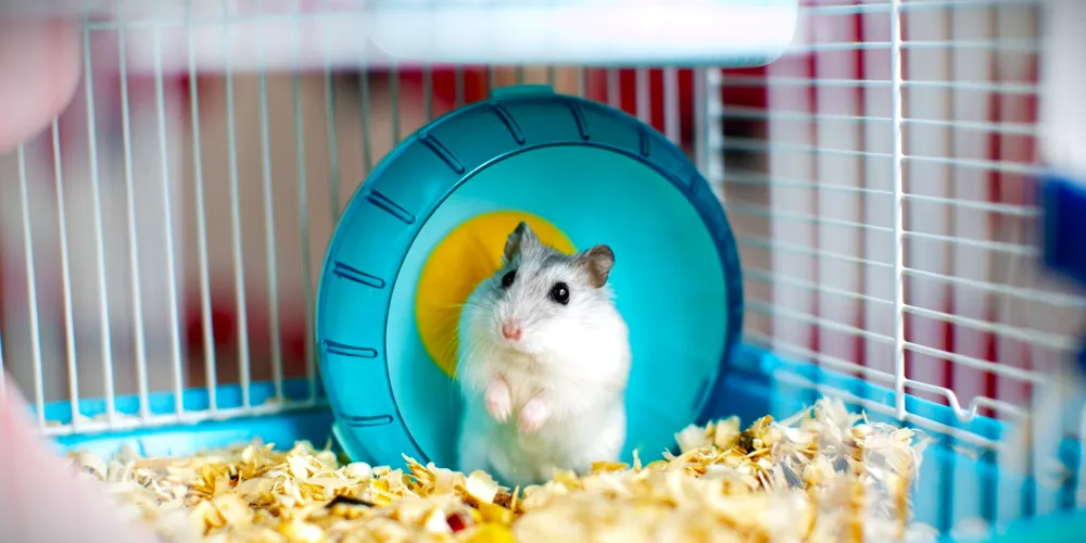 Casos como esse, com hamsters, são raros