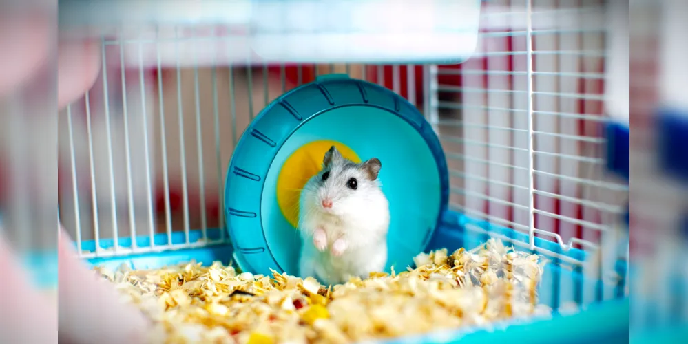 Casos como esse, com hamsters, são raros