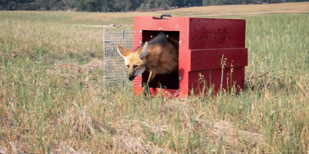 Lobo-guará é reconhecido por sua cor laranja-avermelhada e por suas grandes orelhas