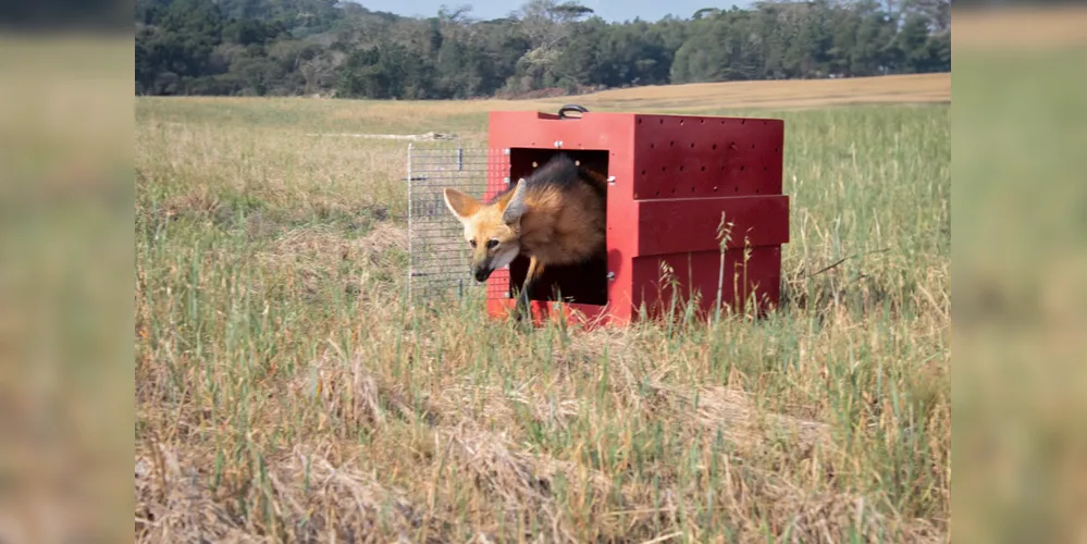 Lobo-guará é reconhecido por sua cor laranja-avermelhada e por suas grandes orelhas