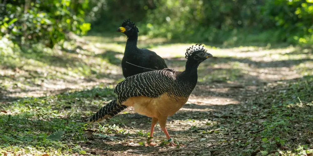 Soltura das aves aconteceu em Corrientes, na Argentina