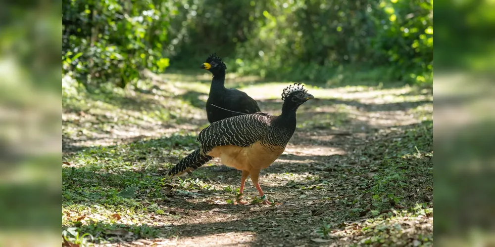 Soltura das aves aconteceu em Corrientes, na Argentina