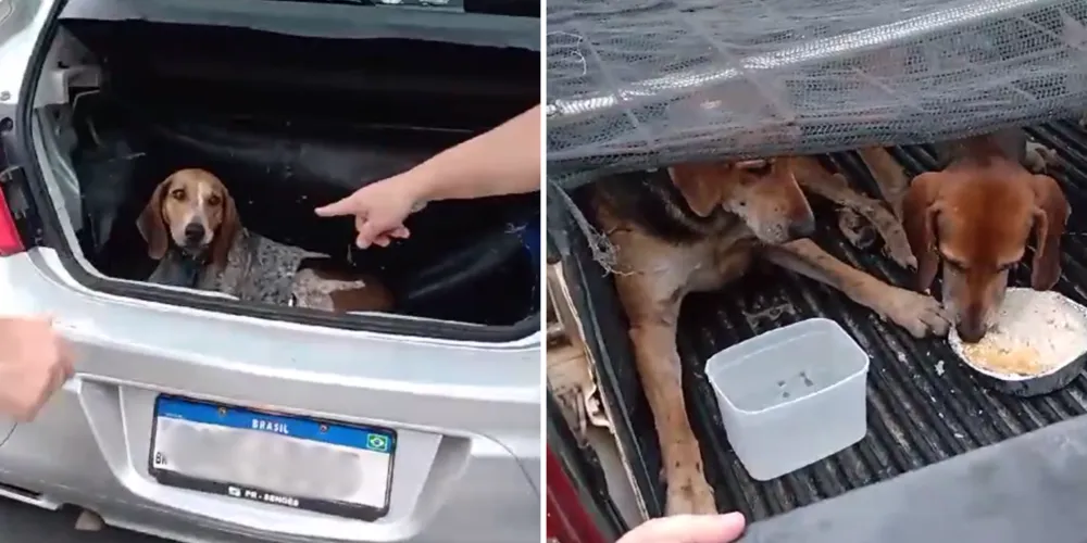 Animais foram encontrados no porta-malas dos carros