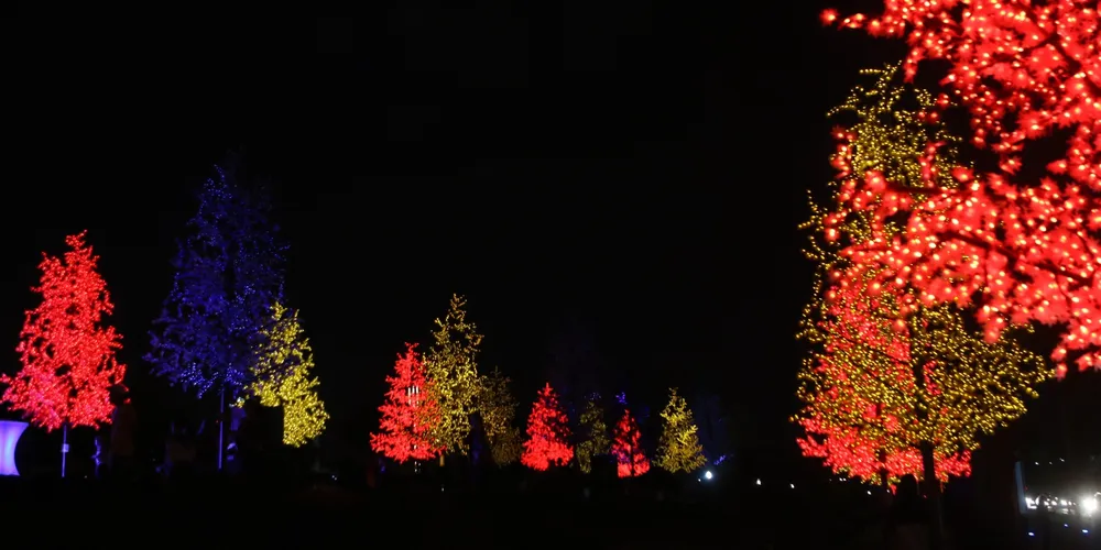 Bosque de Luz é uma das atrações do Natal 2024 em Ponta Grossa