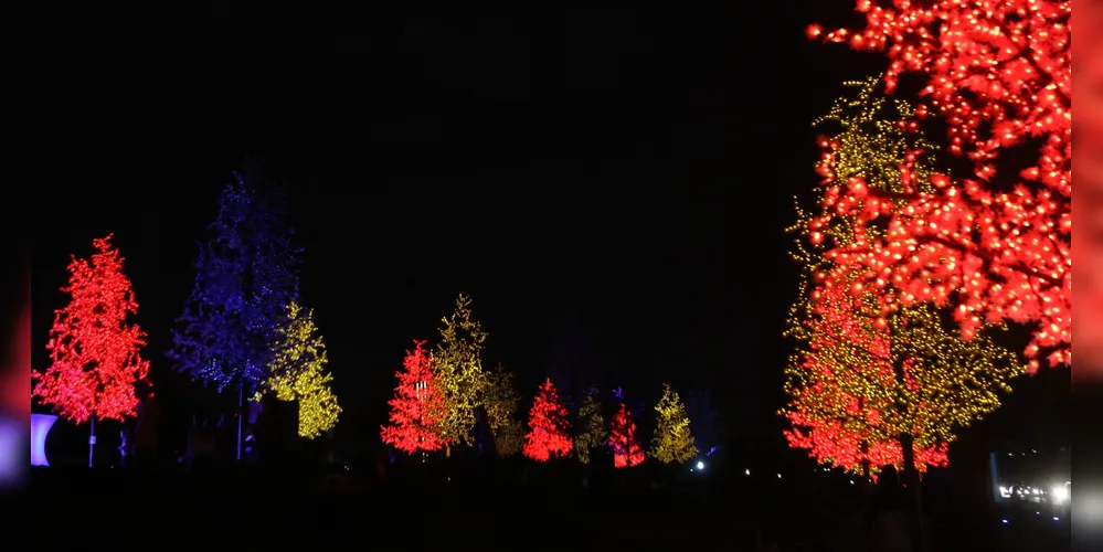 Bosque de Luz é uma das atrações do Natal 2024 em Ponta Grossa