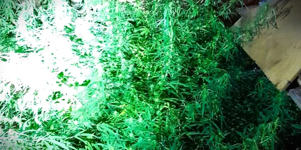 Pés de maconha foram localizados na casa do suspeito