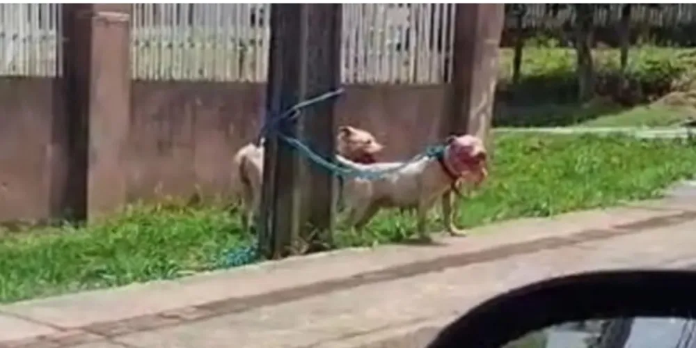 Cães foram flagrados no Jardim Paraíso, em Ponta Grossa