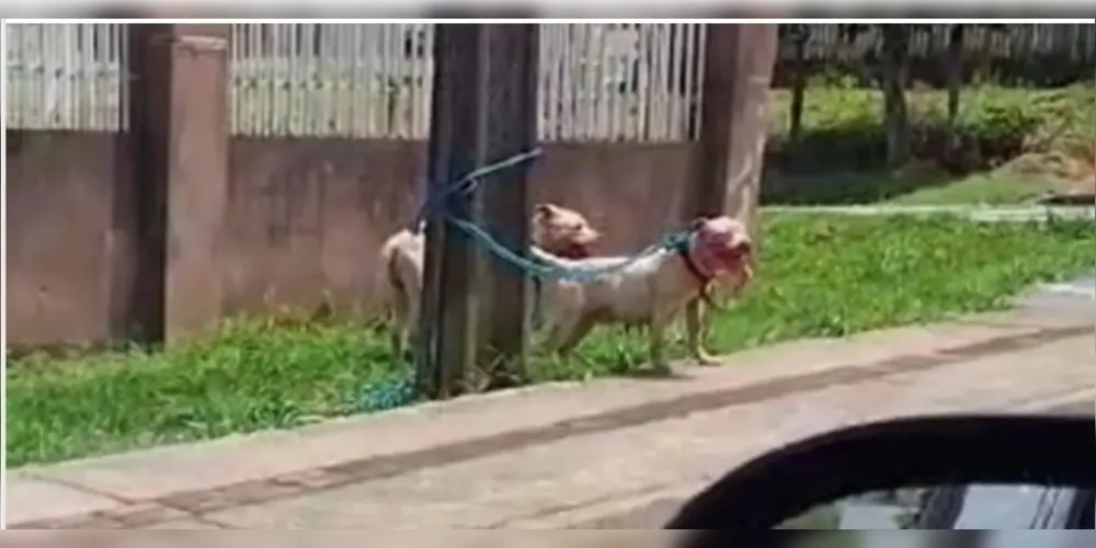 Cães foram flagrados no Jardim Paraíso, em Ponta Grossa