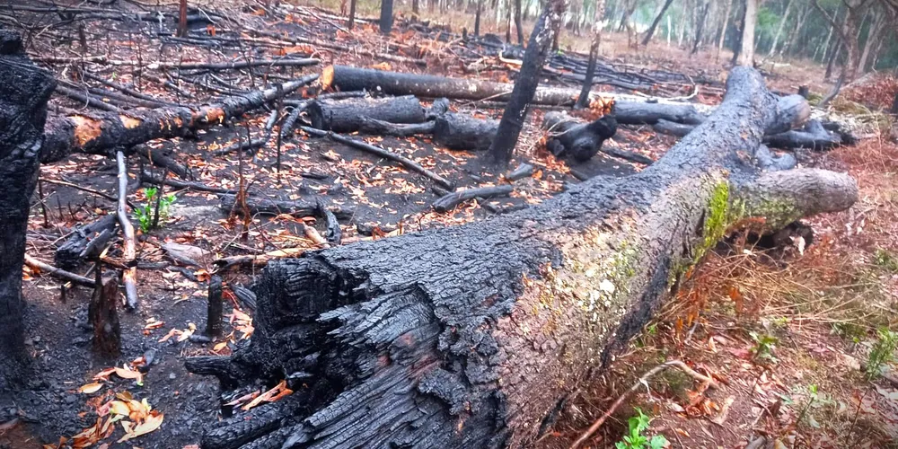Área destruída fica na localidade de Patos Velhos