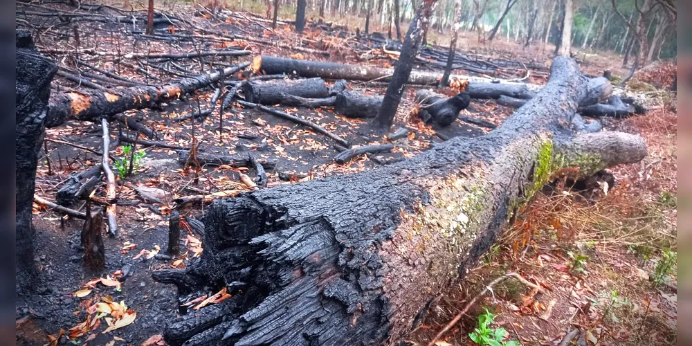 Área destruída fica na localidade de Patos Velhos