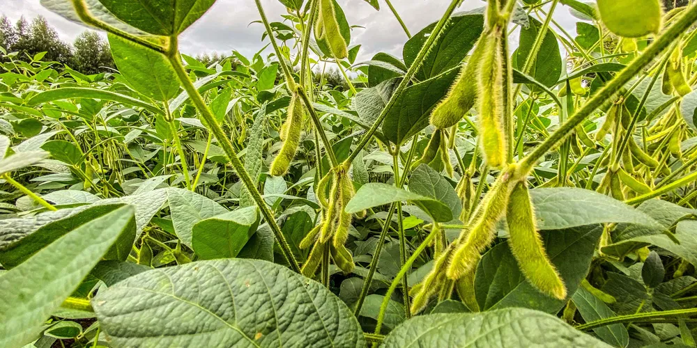 Informação sobre o plantio faz parte do Boletim de Conjuntura Agropecuária