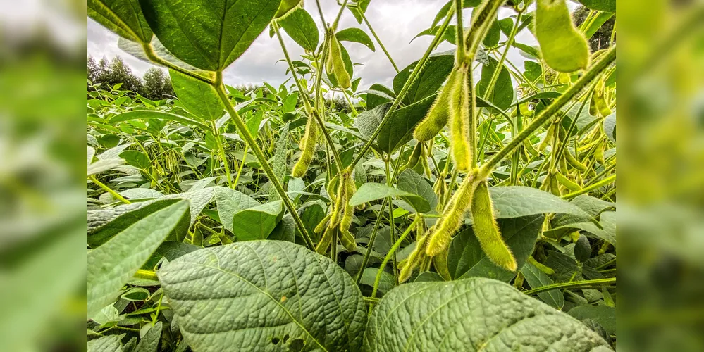 Informação sobre o plantio faz parte do Boletim de Conjuntura Agropecuária