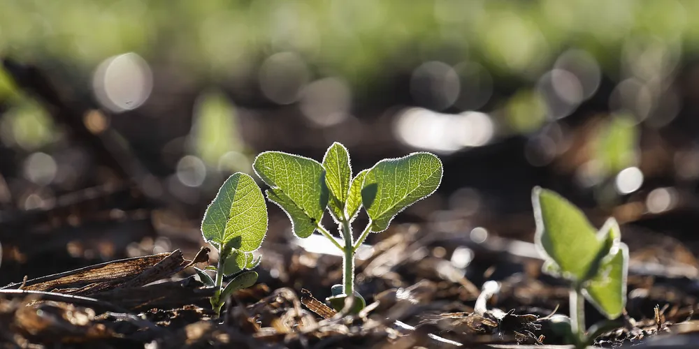 Condições climáticas têm sido favoráveis para a germinação