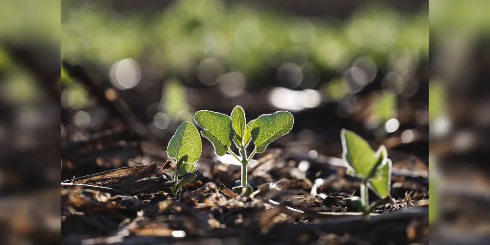 Condições climáticas têm sido favoráveis para a germinação